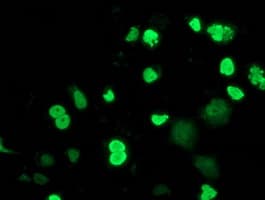 MEF2C Antibody (clone OTI4F7)