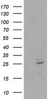 POLR2E Antibody (clone OTI2A11)