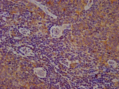 CYBA / p22phox Antibody