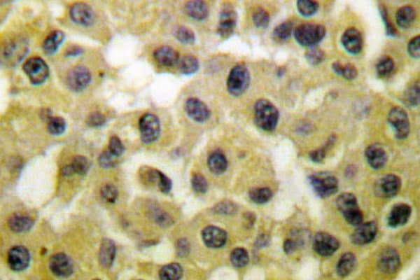MDM2 Antibody (Phe414)