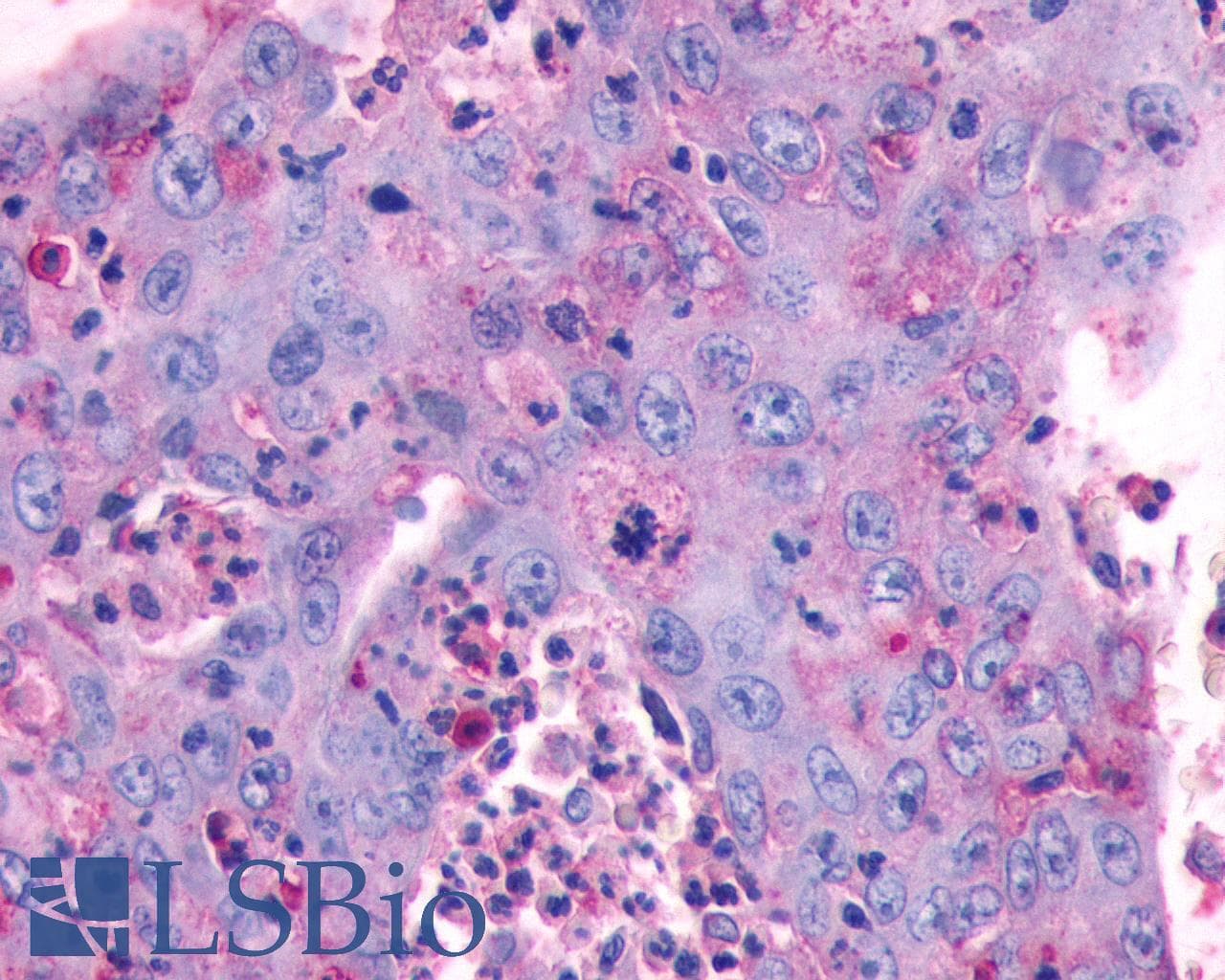 PathPlus™ MC4R / Melanocortin 4 Receptor Antibody (N-Terminus)