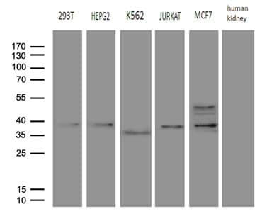 FBXO6 Antibody (clone OTI6A4)