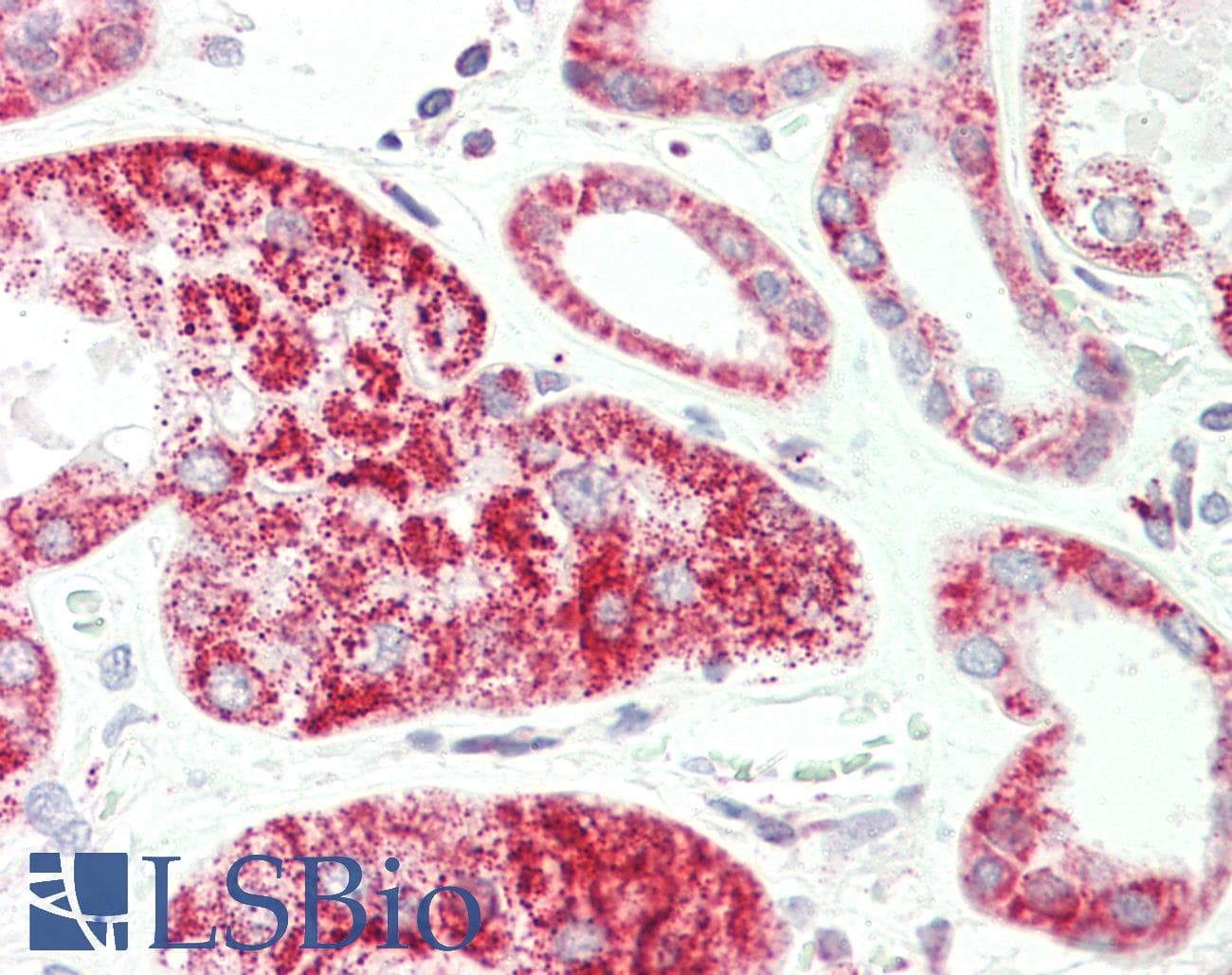 HADH Antibody (C-Terminus)