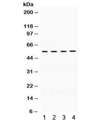 Polyclonal Rabbit anti-Human FMO2 Antibody (WB)