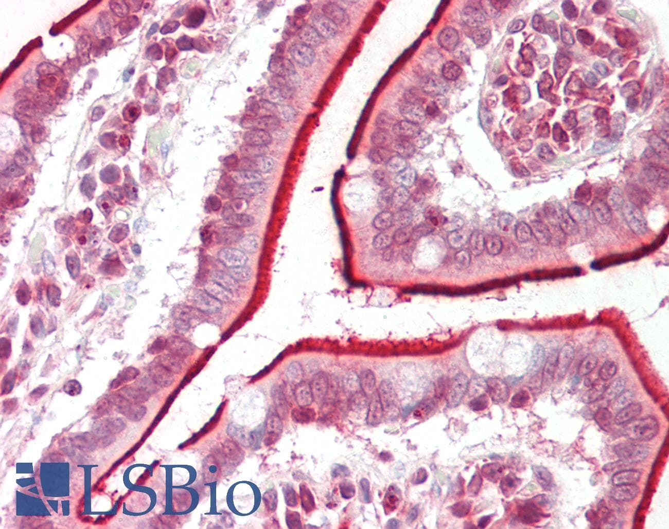 DHRS12 Antibody (aa173-222)