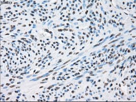 XRCC4 Antibody (clone OTI4H9)