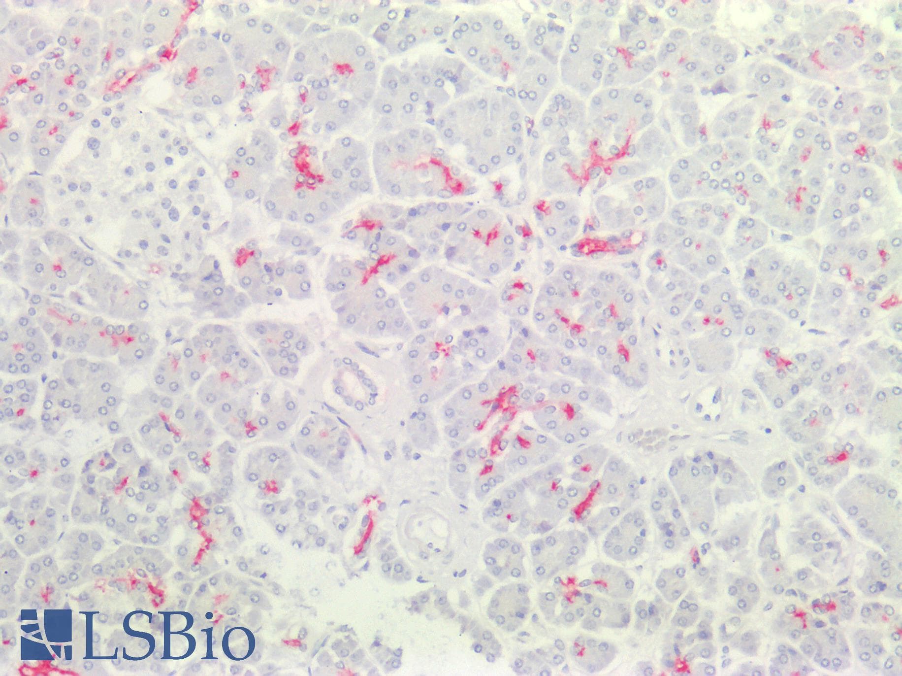 PathPlus™ CFTR Antibody (aa25-36)