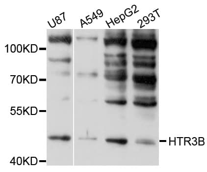 Polyclonal Rabbit anti-Human HTR3B / 5-HT3B Receptor Antibody (WB)