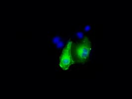 DAPK2 / DAP Kinase 2 Antibody (clone OTI1C5, Carrier-free)
