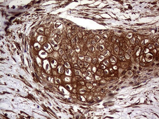 GOB5 / CLCA1 Antibody (aa344-412, clone OTI8E7)