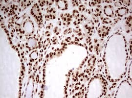 FBXW7 / FBW7 Antibody (aa1-354, clone OTI6F5)