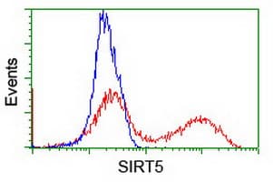 SIRT5 / Sirtuin 5 Antibody (clone OTI1A6, Carrier-free)