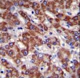 OR2B11 Antibody (aa248-276)