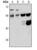 KCNF1 / KCNF Antibody