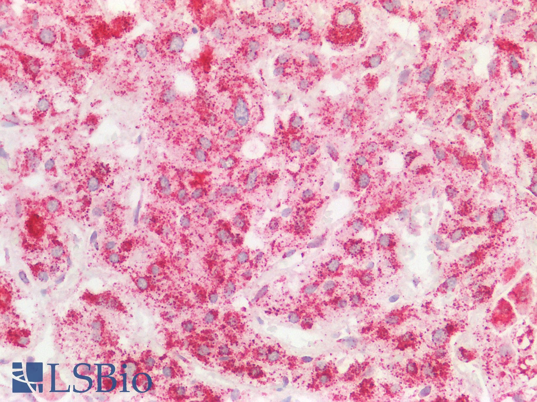 FPGS Antibody (aa265-314)