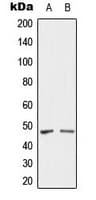 Polyclonal Rabbit anti-Human SH3GLB2 / Endophilin-B2 Antibody (Internal, IHC, WB)