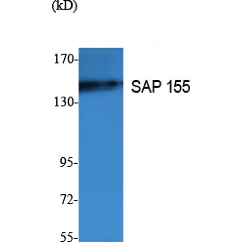 SF3B1 Antibody (N-Terminal)