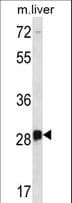 DRGX Antibody (aa234-263)