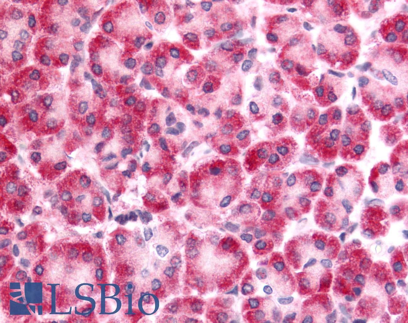 PathPlus™ DUSP22 / JSP 1 Antibody (Internal)