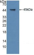 GAP43 Antibody (aa1-274, APC)