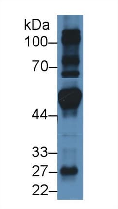 FRS2 Antibody (aa239-449, APC)