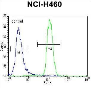 Polyclonal Rabbit anti-Human LETM2 Antibody (aa101-129, IHC, WB)