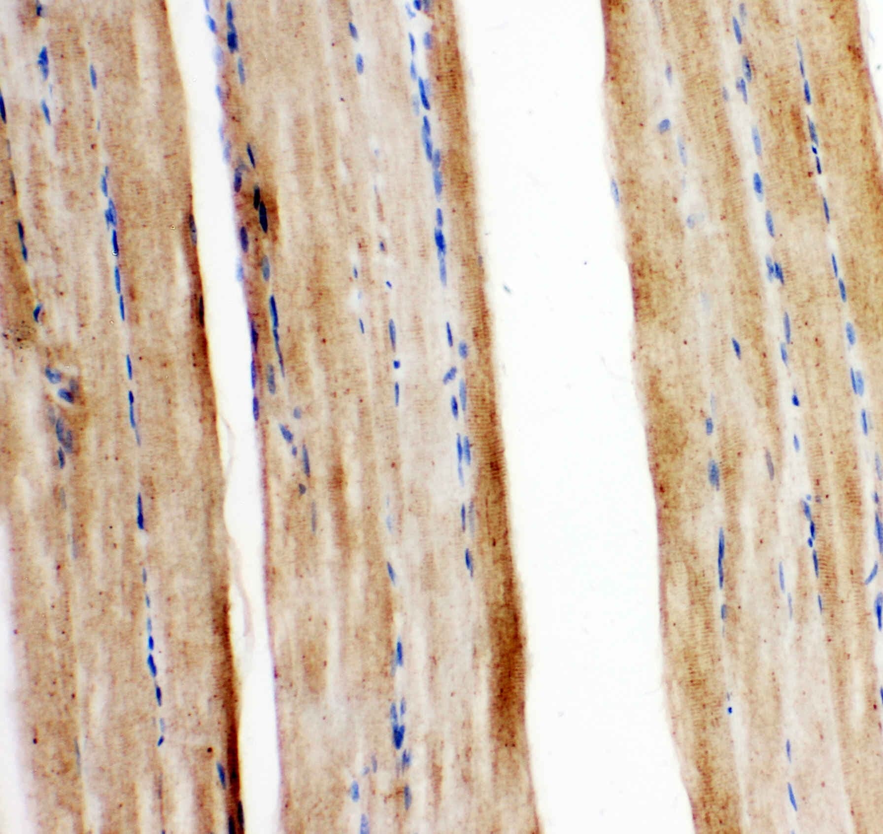 Polyclonal Rabbit anti-Mouse SLC2A5 / GLUT5 Antibody (aa232-251, IHC, WB)