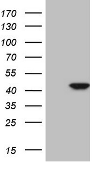 CDKL1 Antibody (aa152-357, clone OTI7B7, Carrier-free)