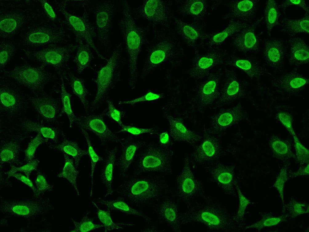 XRCC2 Antibody