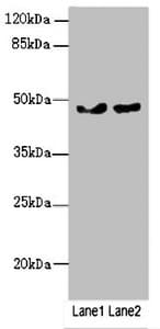 ZBTB25 Antibody