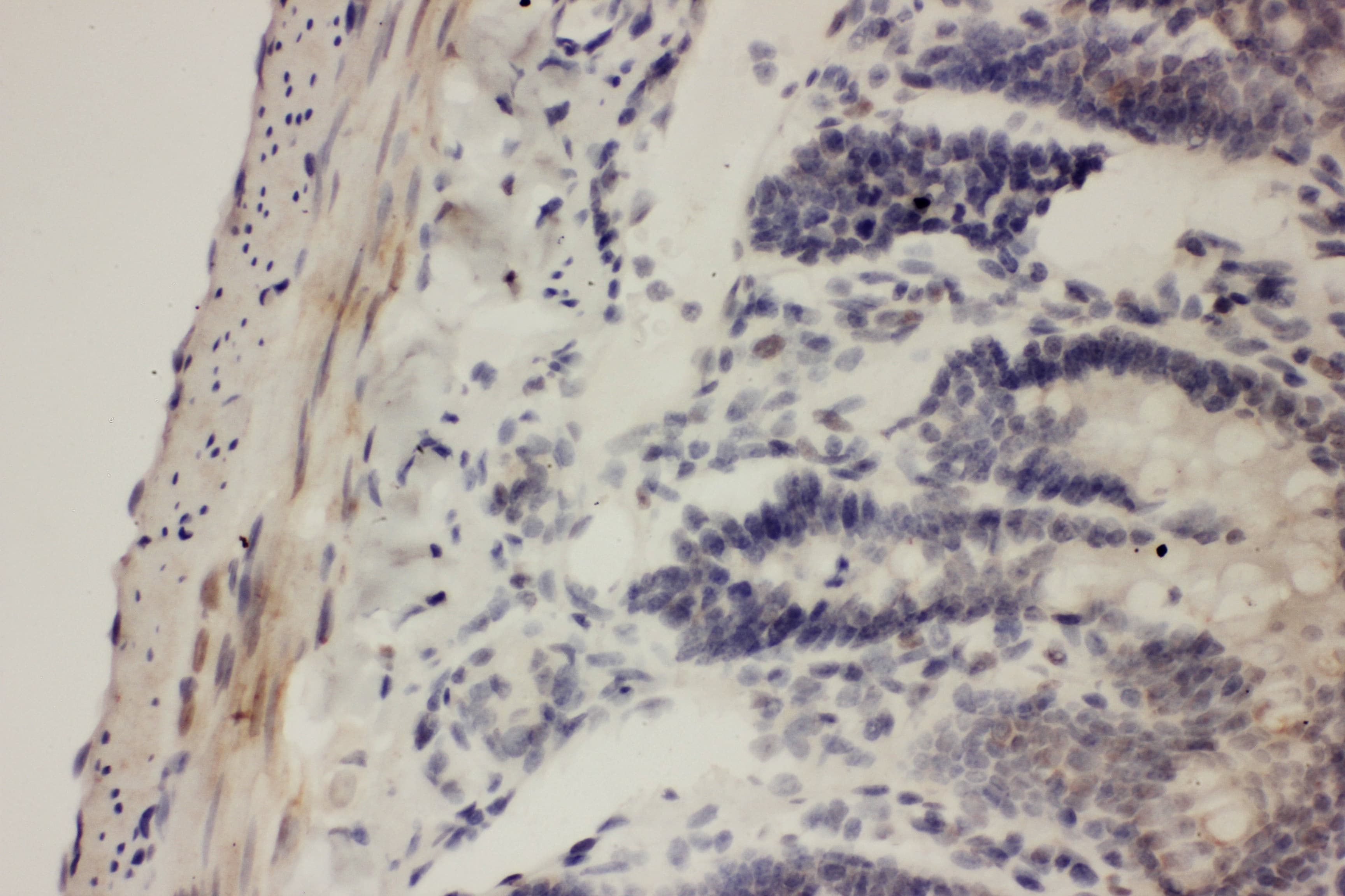 PTGS1 / COX-1 Antibody (aa318-599)
