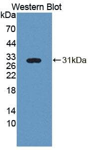 PLA2G3 Antibody