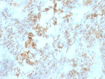 Basigin / Emmprin / CD147 Antibody (clone BSG/963, Ready-to-Use)