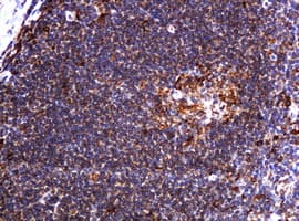 POGK Antibody (clone OTI6D5, Carrier-free)