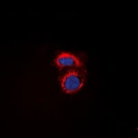 Polyclonal Rabbit anti-Human PAQR7 / mSR Antibody (C-Terminus, IHC, IF, WB)