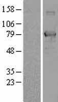 TCF25 Protein (Over-Expression Lysate Myc-DDK (Flag))