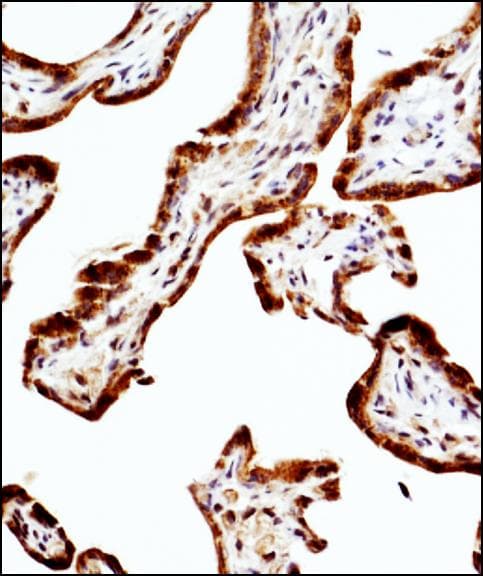 NOS3 / eNOS Antibody (clone 6H2)