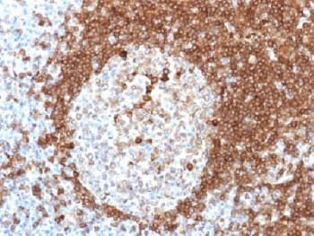 CD79A / CD79 Alpha Antibody (clone HM57, Azide-free, BSA-free)