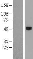 SMOC1 Protein (Over-Expression Lysate Myc-DDK (Flag))