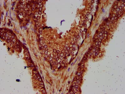 SMG7 Antibody