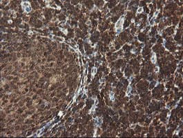 FAM164A / CGI-62 Antibody (clone OTI4B5)