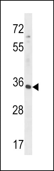 RFNG Antibody (aa282-310)