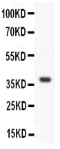 Polyclonal Rabbit anti-Human WNT3A Antibody (aa252-267, WB)