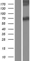 ASMTL Protein (Over-Expression Lysate Myc-DDK (Flag))