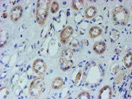 CYB5R1 Antibody (clone OTI4B7)