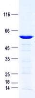 Human FAM110A Protein (Recombinant GST, N-terminus + His, C-terminus)