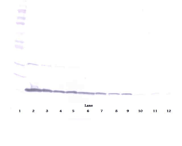 CD40L Antibody (Biotin)