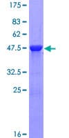 Human MLC3F / MYL1 Protein (Recombinant GST)