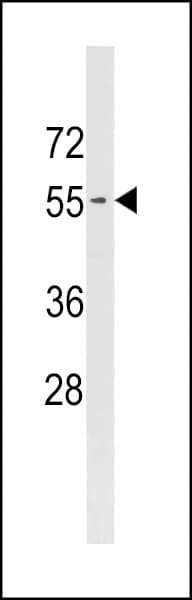 PIGB Antibody (aa28-56)