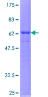 Human APOL3 / Apolipoprotein L 3 (Recombinant GST)